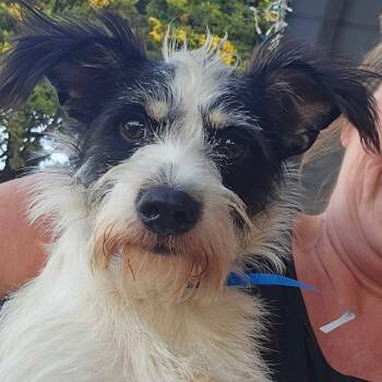 Rescue Poodle and Cairn Terrier Dogs for Adoption in Goltry, Oklahoma - Heath | PetCurious