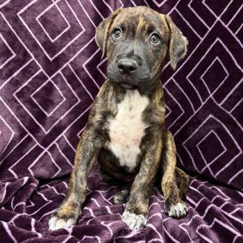 978 (2026) -  Pit Bull Terrier and Australian Cattle Dog Blue Heeler Dog for Adoption in Parker, Colorado - 978 (2026) | PetCurious