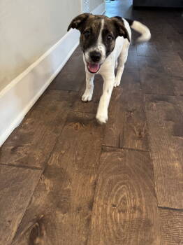 Rescue Australian Cattle Dog Blue Heeler and Pit Bull Terrier Dogs for Adoption in Nashville, Tennessee - Edwin | PetCurious
