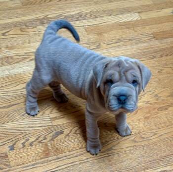 Kluska -  Shar Pei Dog for Adoption in Orland Park, Illinois - Kluska | PetCurious