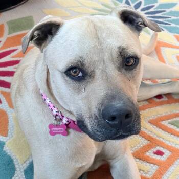 General -  Mixed Breed Dog for Adoption in Madison, Wisconsin - General | PetCurious