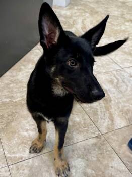 Gator -  German Shepherd Dog Dog for Adoption in Hilton Head Island, South Carolina - Gator | PetCurious