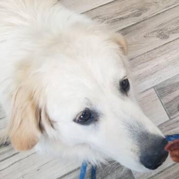 Tiffany -  Great Pyrenees Dog for Adoption in Henderson, Kentucky - Tiffany | PetCurious