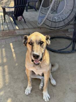 Big Girl -  Anatolian Shepherd Dog for Adoption in San Diego, California - Big Girl | PetCurious