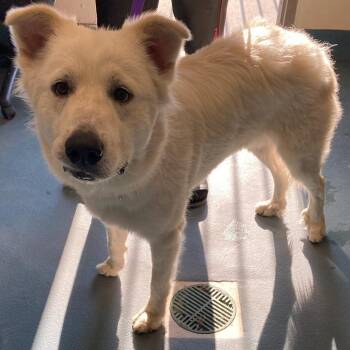 CHUCKIE -  Mixed Breed Dog for Adoption in Memphis, Tennessee - CHUCKIE | PetCurious