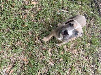Power puff litter Professor -  Pit Bull Terrier Dog for Adoption in Semmes, Alabama - Power Puff Litter Professor | PetCurious