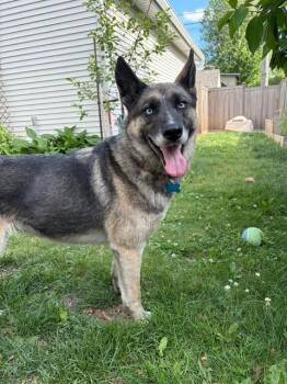 Mia -  Shepherd and Mixed Breed Dog for Adoption in Minneapolis, Minnesota - Mia | PetCurious