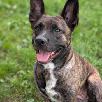 Darby -  Labrador Retriever and Mixed Breed Dog for Adoption in Riverwoods, Illinois - Darby | PetCurious