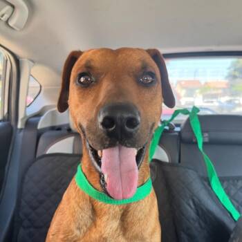 Astro -  Labrador Retriever Dog for Adoption in Los Angeles, California - Astro | PetCurious
