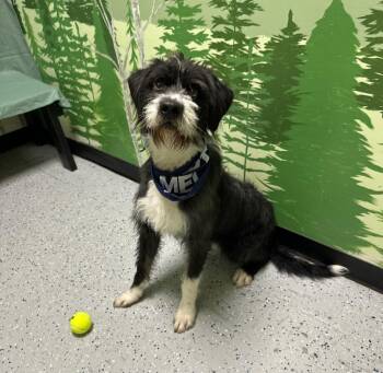 Poodle Dogs Available for Adoption in Logan, Utah - Tux | PetCurious