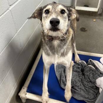 SANDY CHEEKS -  Irish Wolfhound and Mixed Breed Dog for Adoption - SANDY CHEEKS | PetCurious
