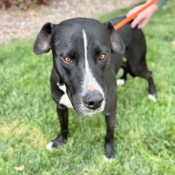 Pit Bull Terrier and Mixed Breed Dogs Available for Adoption - Sanders | PetCurious