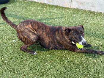 Mixed Breed Dogs Available for Adoption - TIRAMISU | PetCurious