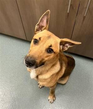German Shepherd Dog and Mixed Breed Dogs Available for Adoption in Baytown, Texas - BROWNIE | PetCurious