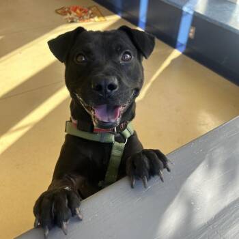 Rescue American Staffordshire Terrier Dogs for Adoption in Lynchburg, Virginia - Louie | PetCurious