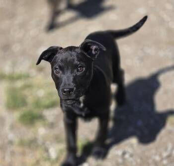 Mixed Breed Dogs Available for Adoption in Chatsworth, Georgia - Elsa | PetCurious