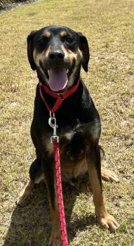 Koda -  Rottweiler and Labrador Retriever Dog for Adoption in Munford, Tennessee - Koda | PetCurious