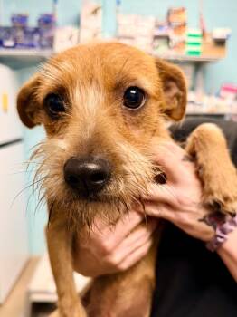 Berkley -  Rat Terrier and Mixed Breed Dog for Adoption in Cape Coral, Florida - Berkley | PetCurious