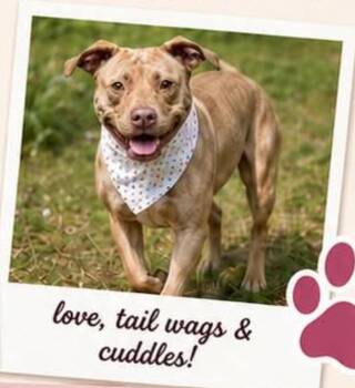 Caroline -  Mixed Breed Dog for Adoption in Statesville, North Carolina - Caroline | PetCurious