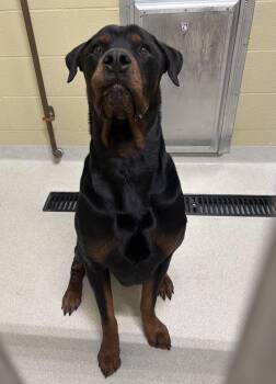 Rescue Rottweiler Dogs for Adoption in Ashland, Ohio - Bane | PetCurious