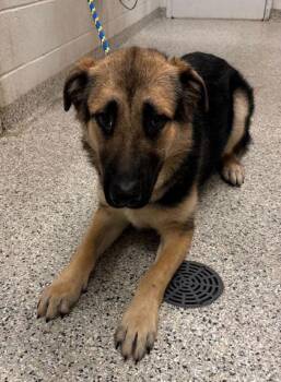 Regis -  Anatolian Shepherd and Mixed Breed Dog for Adoption in Kansas City, Missouri - Regis | PetCurious