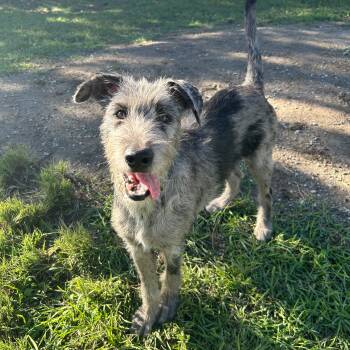 Vesta -  Catahoula Leopard Dog Dog for Adoption in Lindon, Utah - Vesta | PetCurious