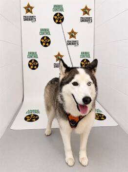 JACKIE -  Siberian Husky Dog for Adoption in Winter Haven, Florida - JACKIE | PetCurious
