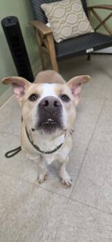 Pit Bull Terrier Dogs Available for Adoption - Ren | PetCurious