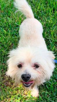 Teddi -  Cairn Terrier Dog for Adoption in Garden Valley, Idaho - Teddi | PetCurious