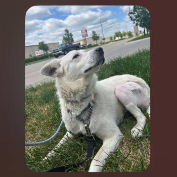 SweetPea -  Mixed Breed Dog for Adoption in Bismarck, North Dakota - SweetPea | PetCurious