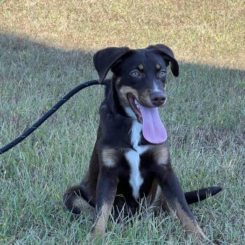 Chicken Joe in NH. Come Meet our Adoptable Dogs Wednesday-Saturd -  Hound Dog for Adoption in Manchester, New Hampshire - Chicken Joe In NH. Come Meet Our Adoptable Dogs Wednesday-Saturd | PetCurious
