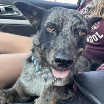 Friday -  Mixed Breed Dog for Adoption in Buffalo, Minnesota - Friday | PetCurious