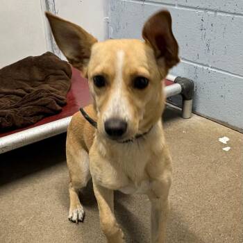 Pixie -  Mixed Breed Dog for Adoption in Crookston, Minnesota - Pixie | PetCurious