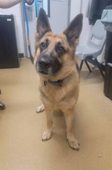COSMIC -  German Shepherd Dog Dog for Adoption in St. Peters, Missouri - COSMIC | PetCurious