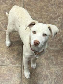 Eggplant -  Australian Cattle Dog Blue Heeler and Mixed Breed Dog for Adoption in Littleton, Colorado - Eggplant | PetCurious