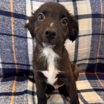 Collie and Mixed Breed Dogs Available for Adoption - Grumpy | PetCurious