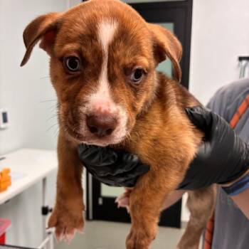 Simba -  Catahoula Leopard Dog and Boxer Dog for Adoption in Abilene, Texas - Simba | PetCurious