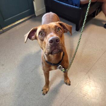 Liza -  Vizsla Dog for Adoption in Pasadena, California - Liza | PetCurious