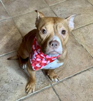 Pit Bull Terrier Dogs Available for Adoption - PENNY The Mini Pittie  | PetCurious