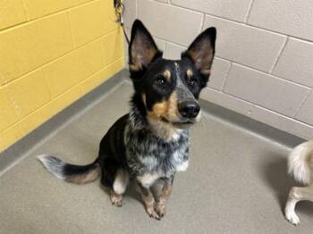 Australian Cattle Dog Blue Heeler Dogs Available for Adoption in Colorado Springs, Colorado - BALDUR | PetCurious