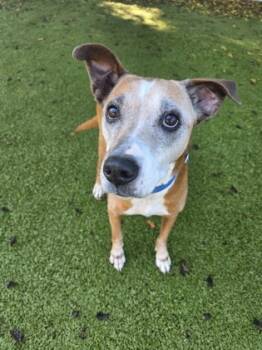 Rescue Mixed Breed Dogs for Adoption in Savannah, Georgia - Dasha | PetCurious