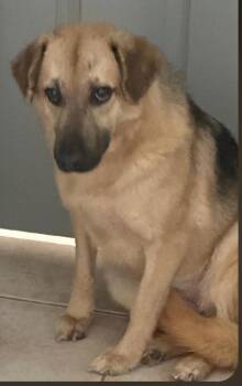 Apple Bloom -  German Shepherd Dog and Mixed Breed Dog for Adoption in Houston, Texas - Apple Bloom | PetCurious