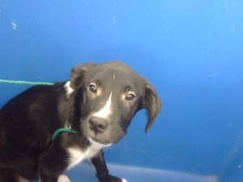 CHEESE -  Mixed Breed Dog for Adoption in Dallas, Texas - CHEESE | PetCurious