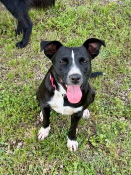 Lila -  Labrador Retriever and Pit Bull Terrier Dog for Adoption in Valley Park, Oklahoma - Lila | PetCurious