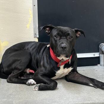IVHS-Stray-142084 -  Pit Bull Terrier Dog for Adoption in San Gabriel, California - IVHS-Stray-142084 | PetCurious