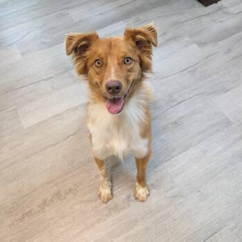 Cookie -  Australian Shepherd and Nova Scotia Duck Tolling Retriever Dog for Adoption in Emporia, Kansas - Cookie | PetCurious
