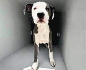 Pit Bull Terrier Dogs Available for Adoption in Houston, Texas - A654465 | PetCurious