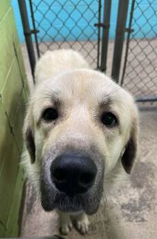 Great Pyrenees Dogs Available for Adoption in Fort Payne, Alabama - Wilfred | PetCurious