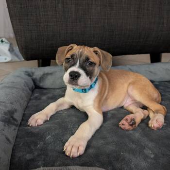 Rescue Terrier and Boxer Dogs for Adoption in Fort Lauderdale, Florida - Blake Parks | PetCurious