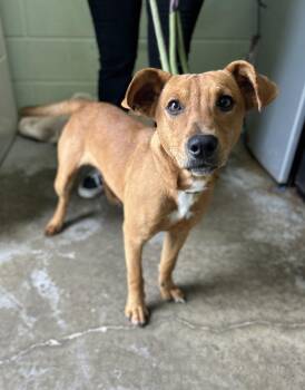 Mack -  Mixed Breed Dog Available for Adoption in Manchester, Tennessee - Mack | PetCurious